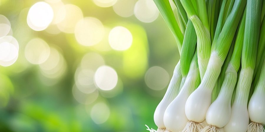 cr-csemegehagyma-900×504