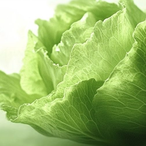 cr-jegsalata-900×504