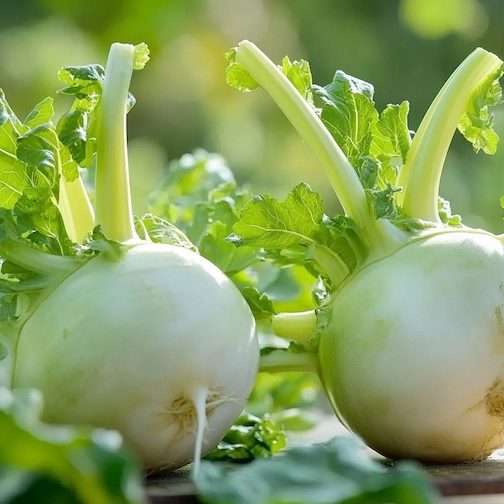 cr-karalabe-900×504