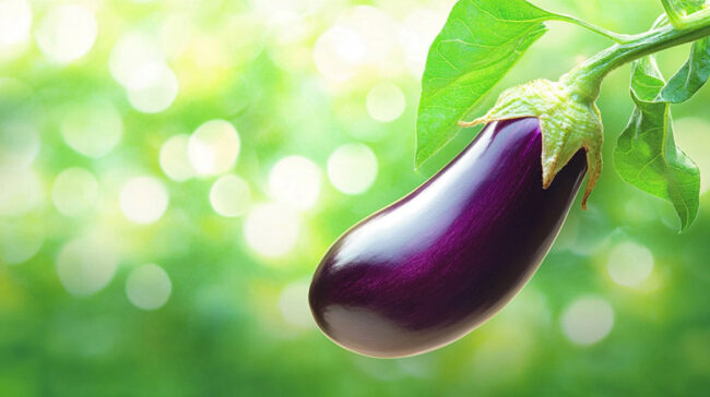 cr-padlizsan-900×504