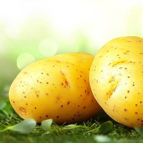 cr-sargaburgonya-900×504